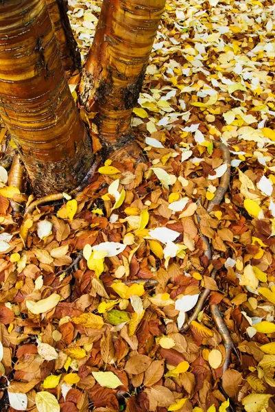 Herbstlaub auf dem Boden — Stockfoto