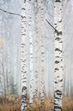Huş ağacı sisli, sonbahar manzaralı