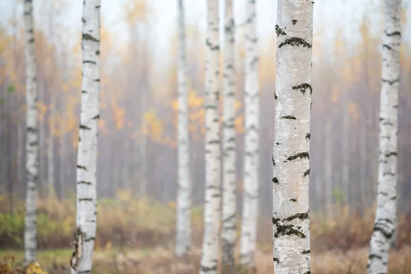 Floresta de bétula em nevoeiro, vista de outono — Fotografia de Stock