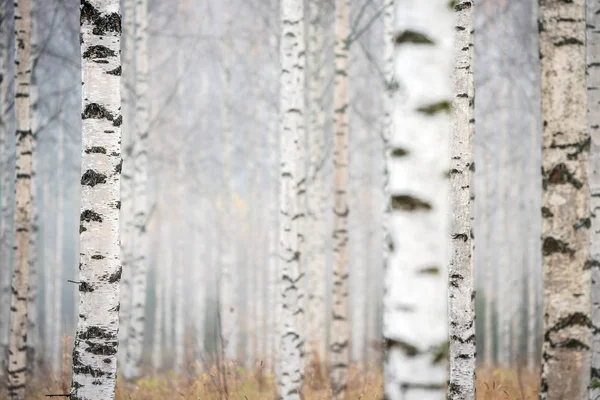 Floresta de bétula em nevoeiro, vista de outono — Fotografia de Stock