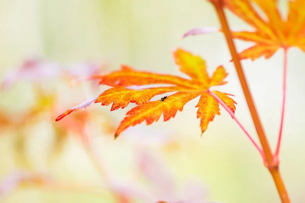 Koreański klon liście w jesiennych kolorach — Zdjęcie stockowe