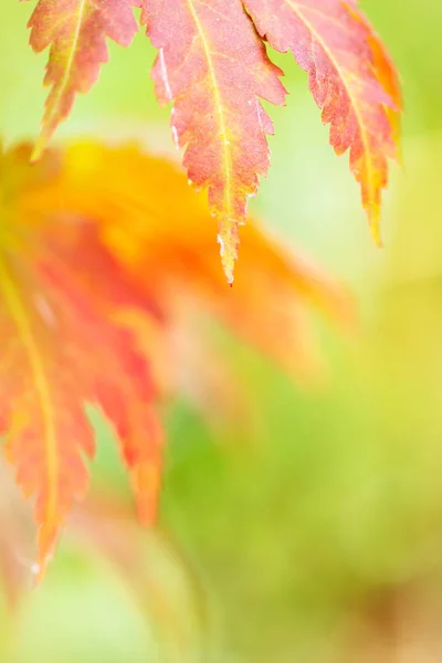 Folhas de bordo coreanas em cores de outono — Fotografia de Stock