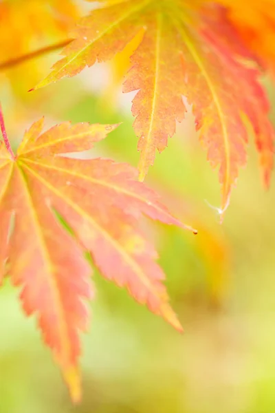 Koreański klon liście w jesiennych kolorach — Zdjęcie stockowe