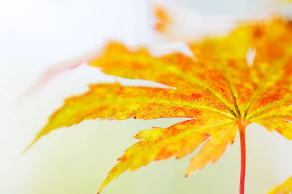 Folhas de bordo coreanas em cores de outono — Fotografia de Stock