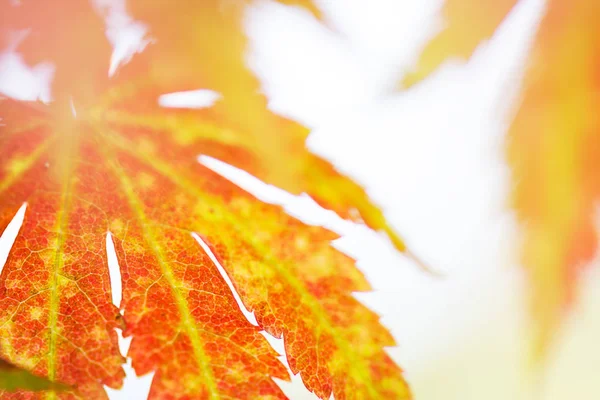 Folhas de bordo coreanas em cores de outono — Fotografia de Stock