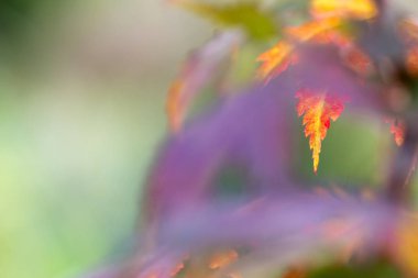 Kore akçaağaç yaprakları sonbahar renklerinde
