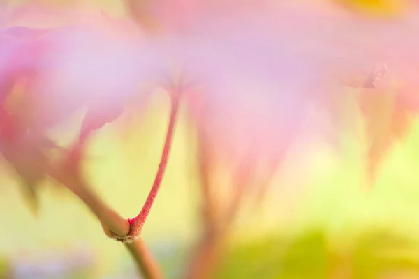 Foglie d'acero coreano nei colori autunnali — Foto Stock