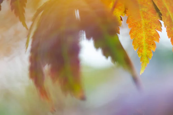 Folhas de bordo coreanas em cores de outono — Fotografia de Stock