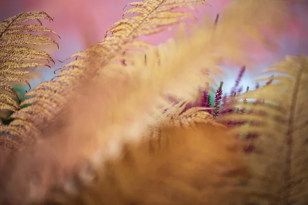 Erica comune, Calluna vulgaris, in piena fioritura, fiori viola — Foto Stock