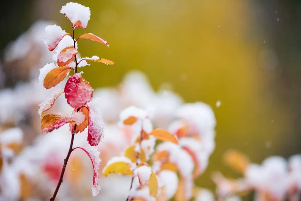 Birchleaf spirea, Spiraea betulifolia, listy pokryté čerstvými — Stock fotografie