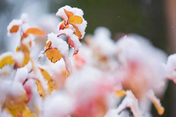 Espiréia de folha de bétula, Spiraea betulifolia, folhas cobertas de fresco — Fotografia de Stock