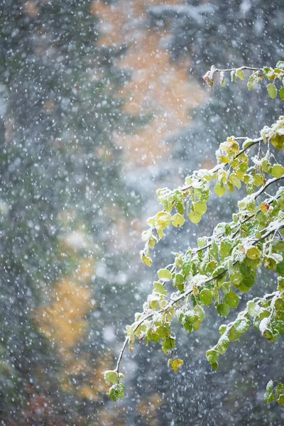 Autumn leaves of aspen tree covered with snow — Stock Photo, Image