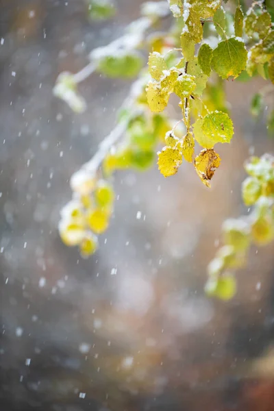 雪に覆われたアスペンの木の紅葉 — ストック写真