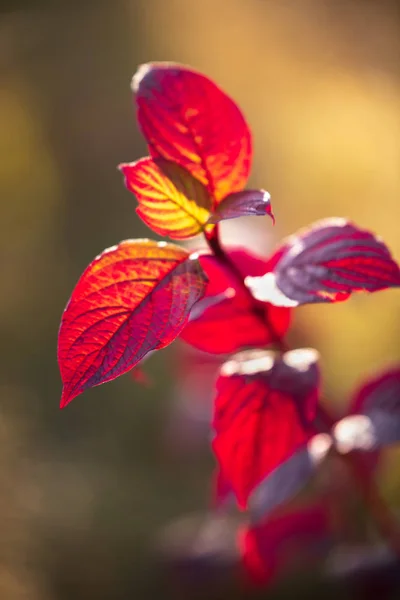 Autumn leaves of Siberian dogwood or Cornus alba in sunlight wit — Stock Photo, Image