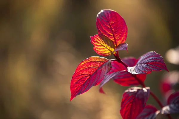 Autumn leaves of Siberian dogwood or Cornus alba in sunlight wit — Stock Photo, Image