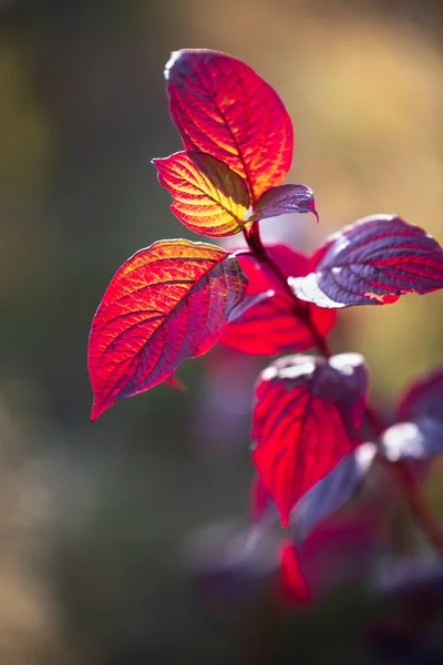 Folhas de outono de dogwood siberiano ou Cornus alba à luz do sol sagacidade — Fotografia de Stock