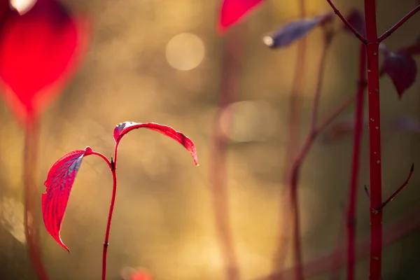 Foglie autunnali di corniolo siberiano o Cornus alba alla luce del sole arguzia — Foto Stock