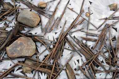 Sazlık ve taşlarla donmuş göl kıyısı