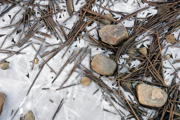 갈대와 얼어붙은 — 스톡 사진