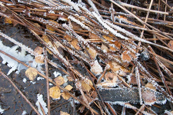 Frost Covered Reeds Leaves — Stock Photo, Image