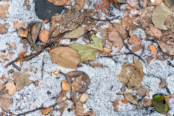 Folhas Amieiro Secas Congeladas Chão — Fotografia de Stock