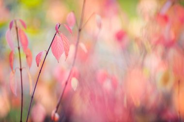 Sibirya Dogwood 'u (Cornus alba) sonbahar renkleriyle ayrılır. Seçici odak ve alanın sığ derinliği.