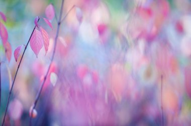 Sibirya Dogwood 'u (Cornus alba) sonbahar renkleriyle ayrılır. Seçici odak ve alanın sığ derinliği.