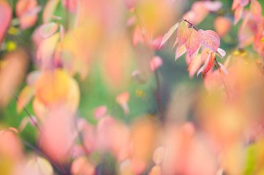 Sibirya Dogwood 'u (Cornus alba) sonbahar renkleriyle ayrılır. Seçici odak ve alanın sığ derinliği.