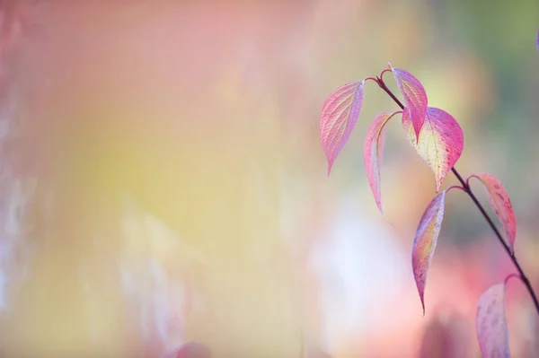 Corniolo Siberiano Cornus Alba Foglie Colori Autunnali Focus Selettivo Bassa — Foto Stock