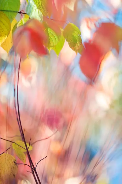 Corniolo Siberiano Cornus Alba Foglie Colori Autunnali Focus Selettivo Bassa — Foto Stock