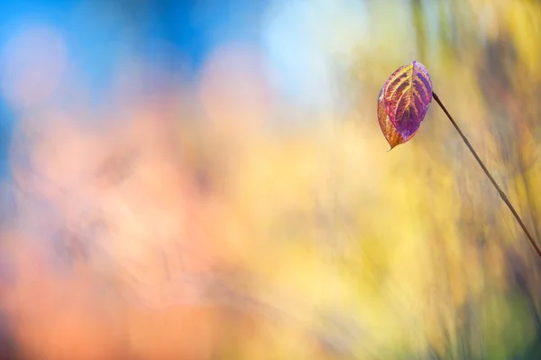 Liście Syberyjskiego Dogwood Cornus Alba Jesiennych Kolorach Skupienie Selektywne Płytka — Zdjęcie stockowe