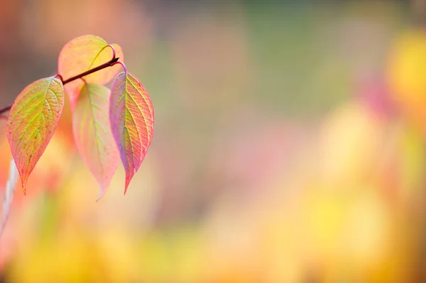 Dogwood Siberiano Cornus Alba Folhas Cores Outono Foco Seletivo Profundidade — Fotografia de Stock