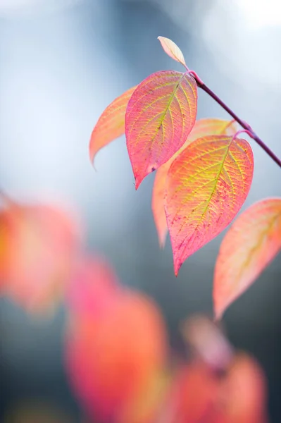 Dogwood Siberiano Cornus Alba Folhas Cores Outono Foco Seletivo Profundidade — Fotografia de Stock