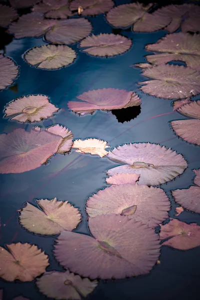 Flores de lírio de água iluminadas pelo sol no lago . — Fotografia de Stock