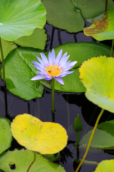 Flores de lírio de água iluminadas pelo sol no lago . — Fotografia de Stock