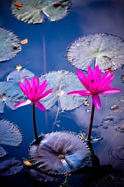 Bahçe gölet nilüfer