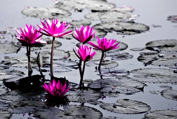 Waterlily no lago de jardim — Fotografia de Stock