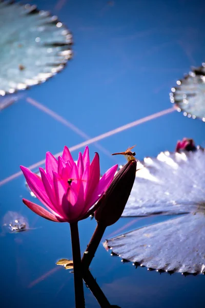Waterlily Lago Jardim — Fotografia de Stock