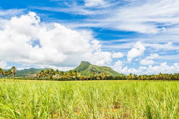 Lion mountain with green sugar cane field foreground on the beautiful tropical paradise island, Mauritius