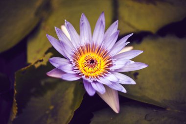 botonik bahçe Pamplemousses içinde lotus çiçekleri mauritius