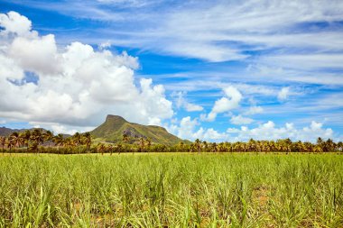 Güzel tropikal cennet ada, Mauritius üzerinde yeşil şeker kamışı alan ön planda aslan dağı