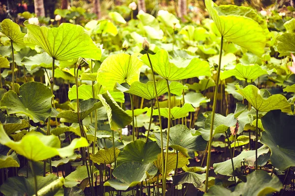 莲花毛里求斯在植物园潘普尔穆斯 — 图库照片