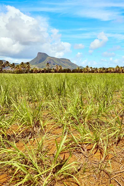 Lion mountain with green sugar cane field foreground on the beautiful tropical paradise island, Mauritius