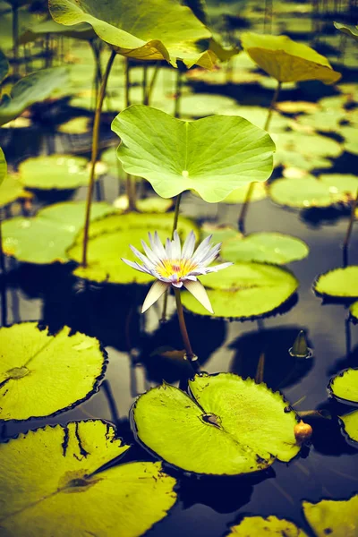 Flores Lótus Mauritius Jardim Botânico Pamplemousses — Fotografia de Stock