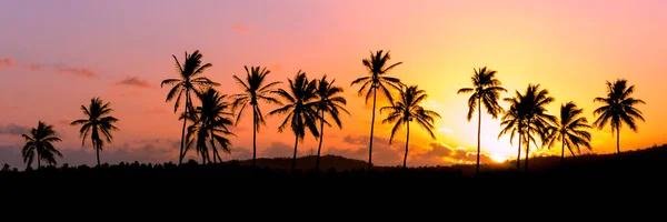 Silhouet van palmbomen tijdens zonsondergang, Reunion Island — Stockfoto