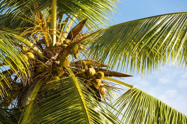 Кокосовое дерево на фоне неба — стоковое фото