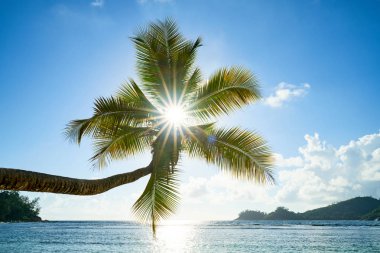 coconut palm tree on beach Baie Lazare, seychelles clipart