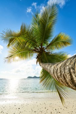 sahilde hindistan cevizi palmiye ağacı Baie Lazare, seyşeller