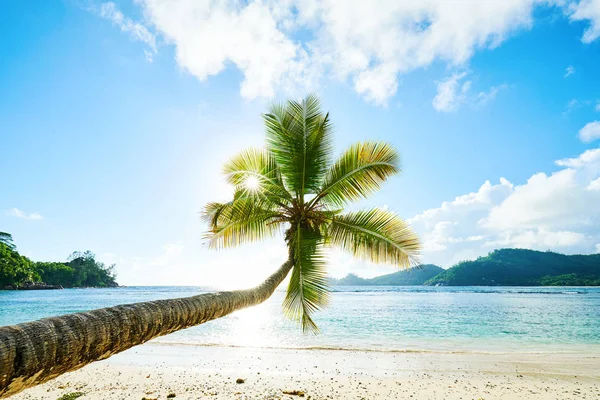 Coconut Palm Tree on Beach Baie Lazare i Seychellerna — Stockfoto