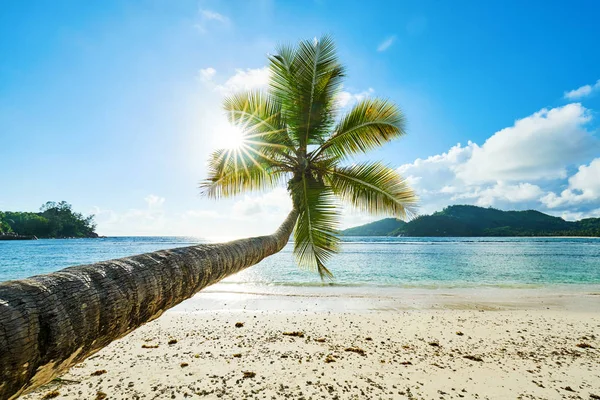 Coconut Palm Tree on Beach Baie Lazare i Seychellerna — Stockfoto